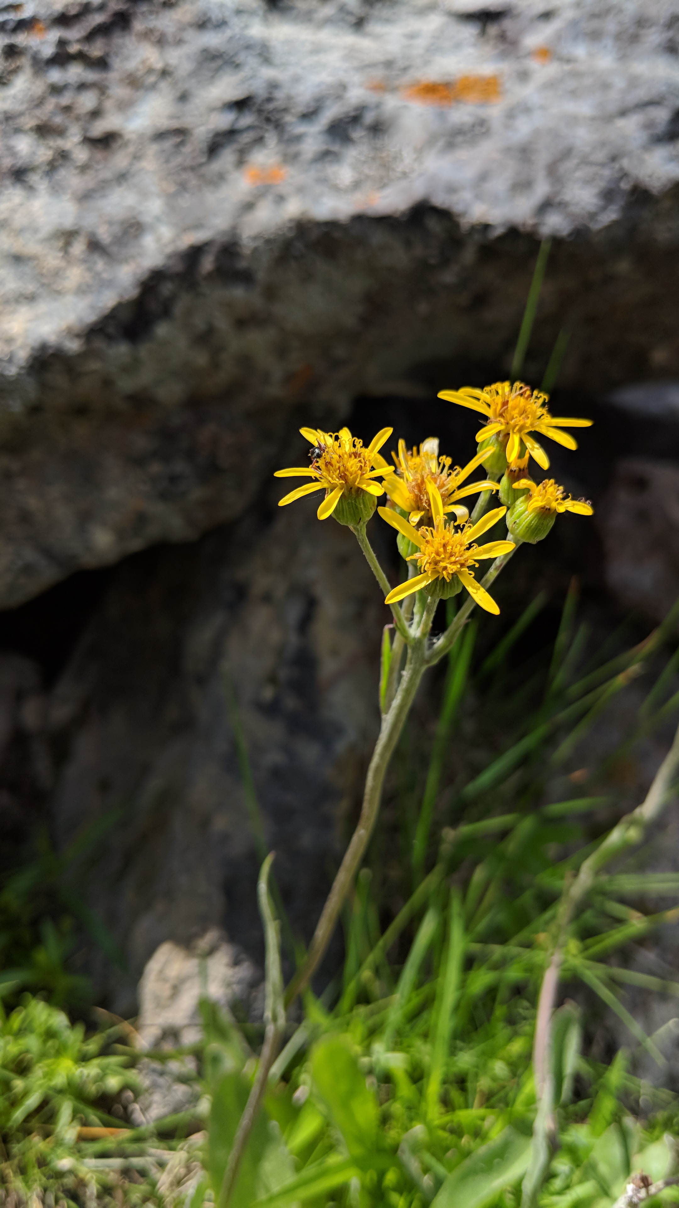 20180628 Yellow Flower at Yellowstone National Park Our Next Chapter